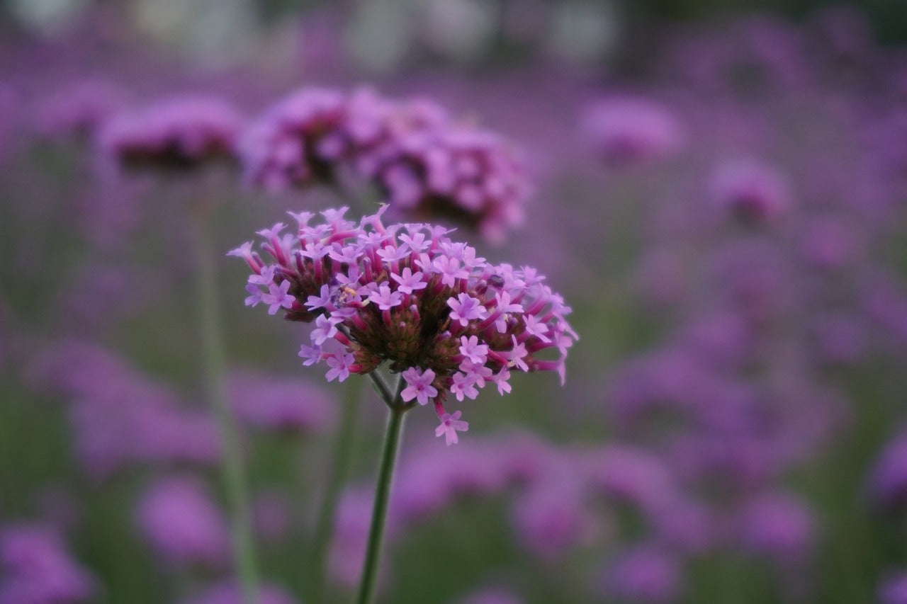 What Does Verbena Smell Like? See Why It's So Captivating! Pura