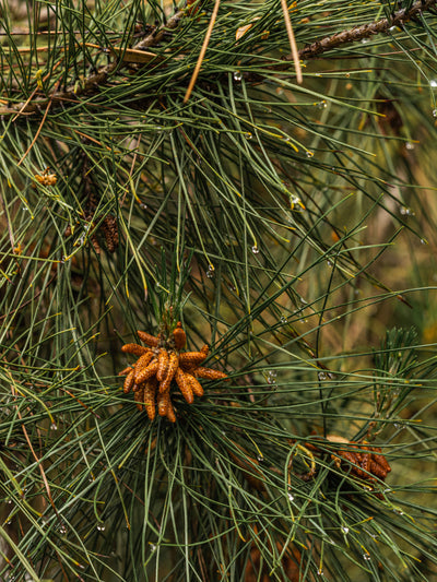 Frasier Fir - ingredients view