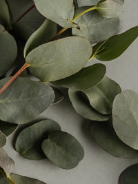 Eucalyptus