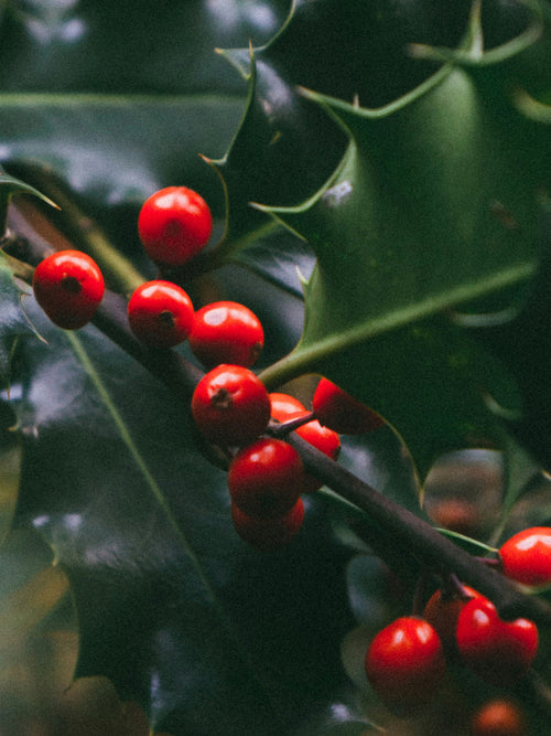 Mistletoe Kiss - ingredients view