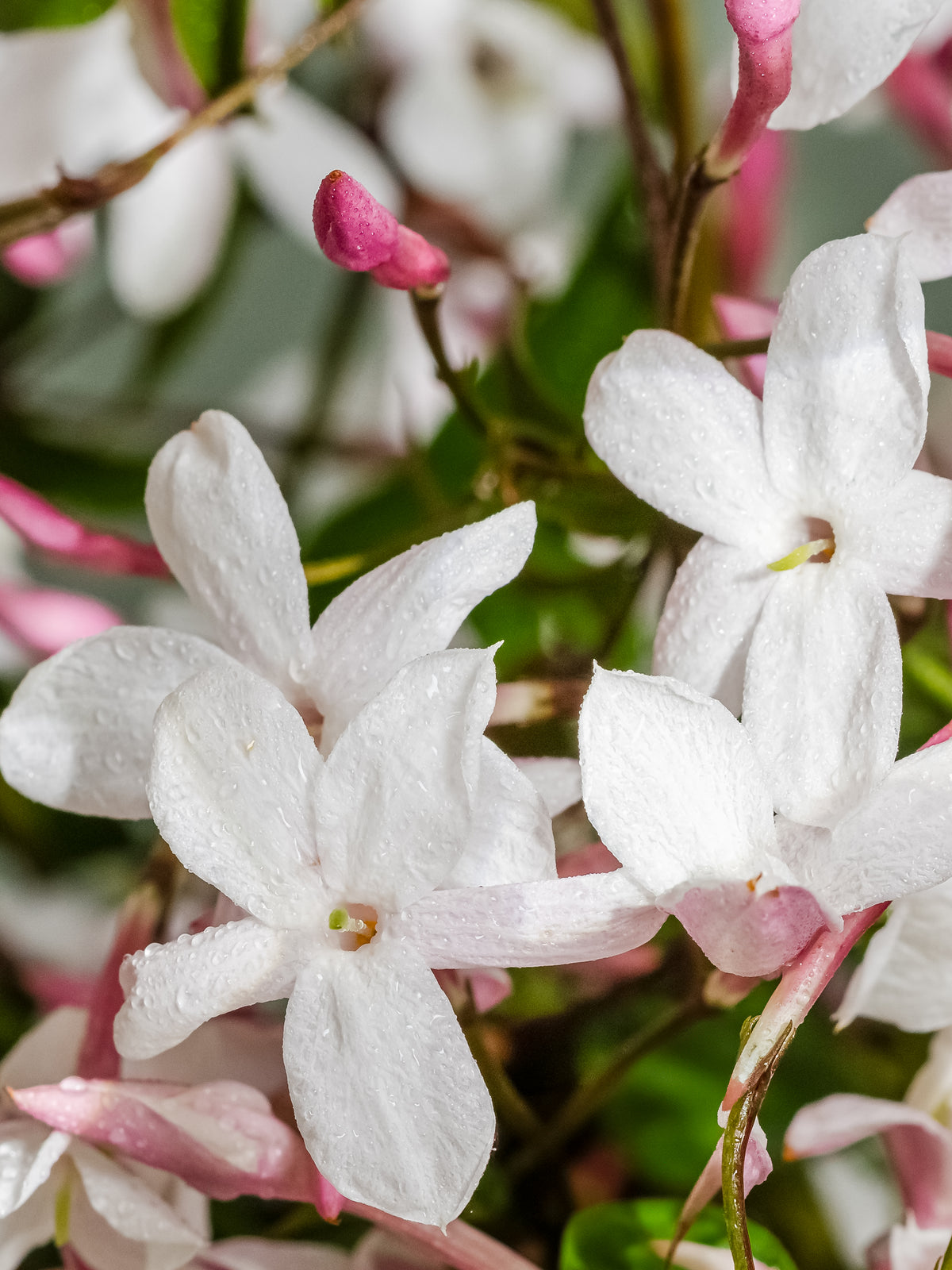 Flowering Currant