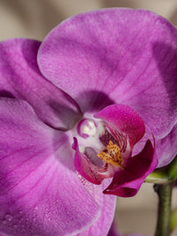 Aloha Orchid