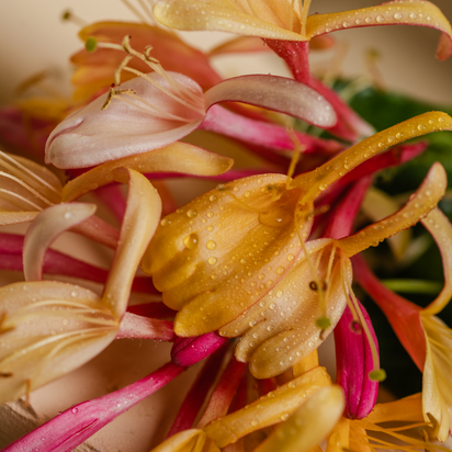 Honeysuckle Smart Home Fragrance Refill, 10mL