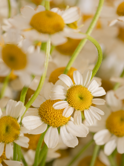 Chamomile Lavender - ingredients view