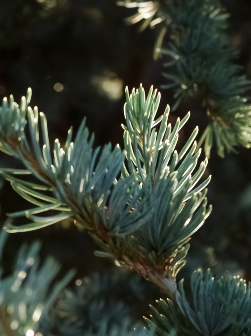 Spruce in Mist - ingredients view