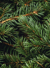 Swiss Pine & Eucalyptus