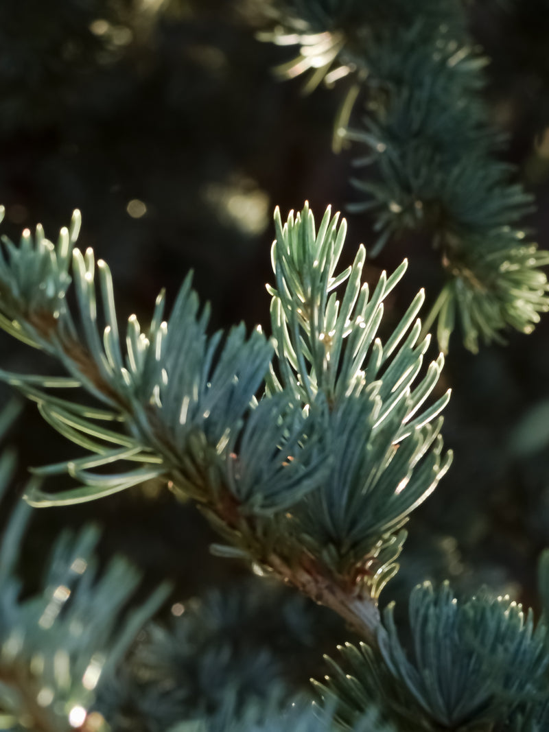 Blue Cypress & Snow