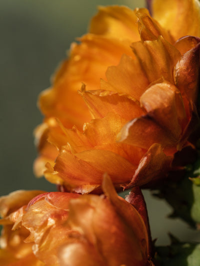 Cactus Flower - ingredients view