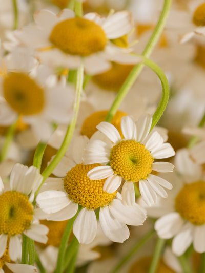 Driftwood & Chamomile - ingredients view