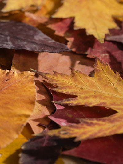 Leather & Leaves - ingredients view