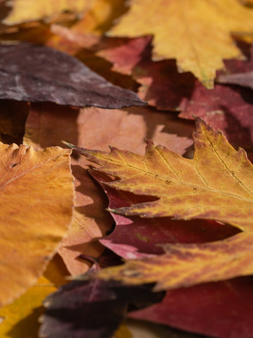 Leather & Leaves - ingredients view