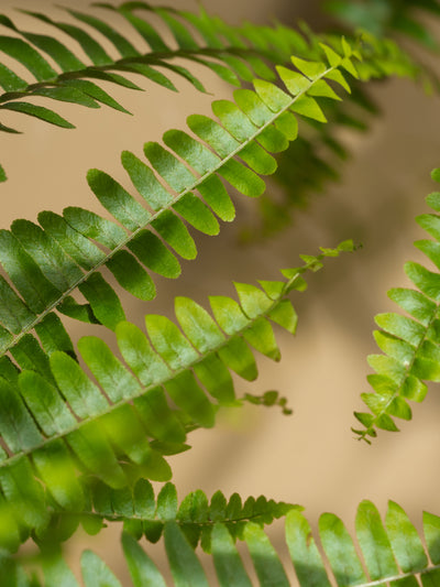 Fern + Moss - ingredients view