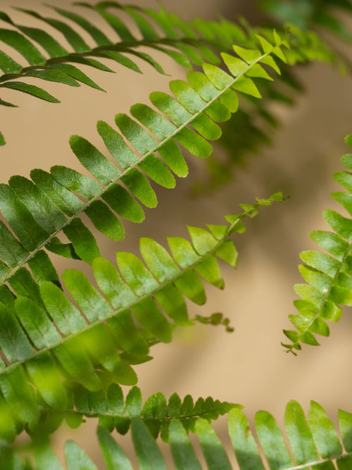 Fern Moss - ingredients view