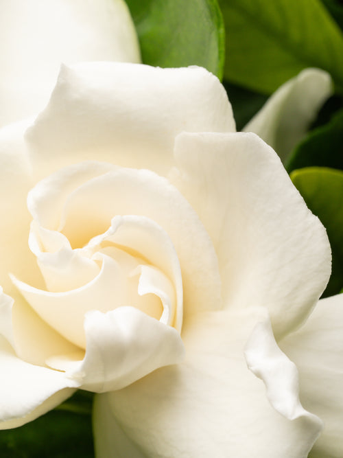 BFF - ingredients view