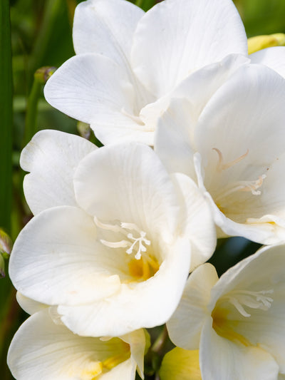 Lost in Amalfi - ingredients view