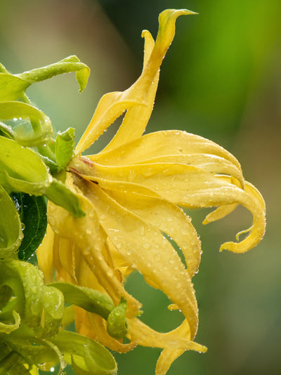 Nigeria: Hope for Tomorrow - ingredients view