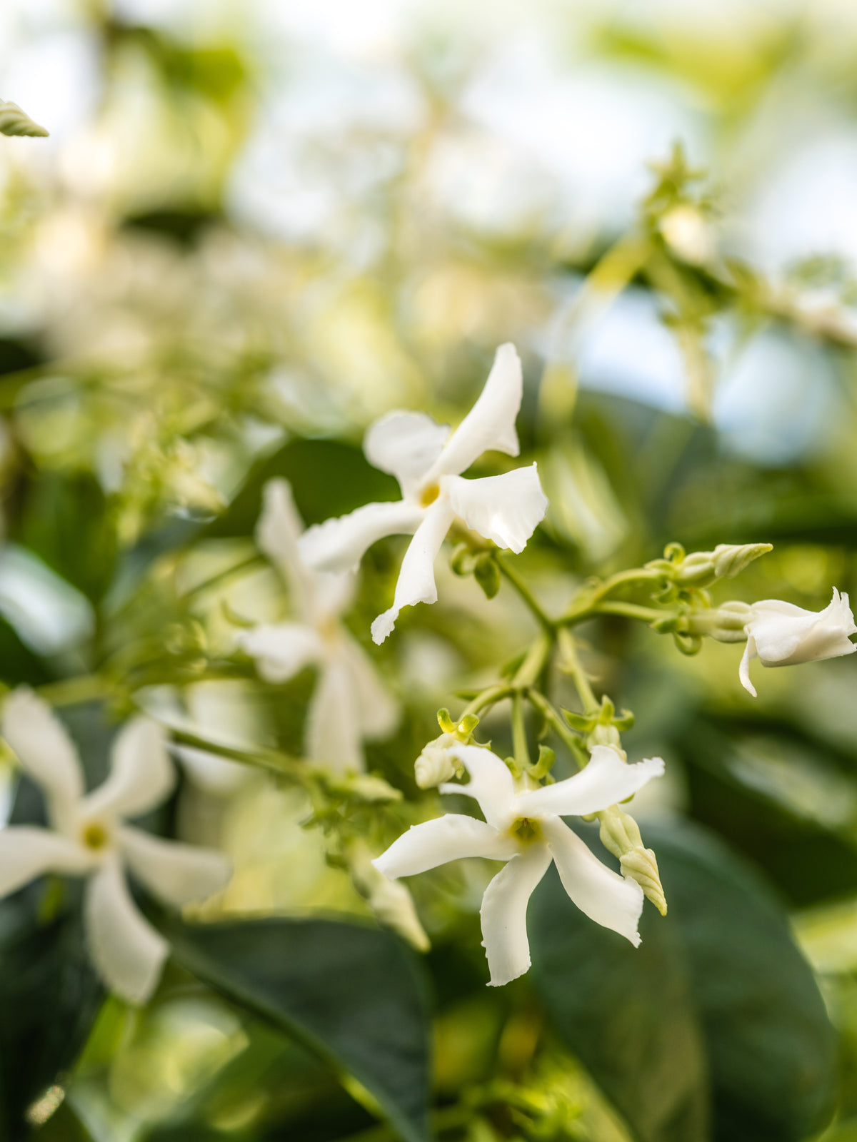 Close-up of jasmine flowers with green leaves on a blurred natural background