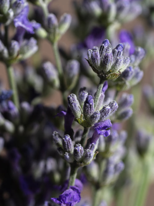 Sea Salt Lavender - ingredients view