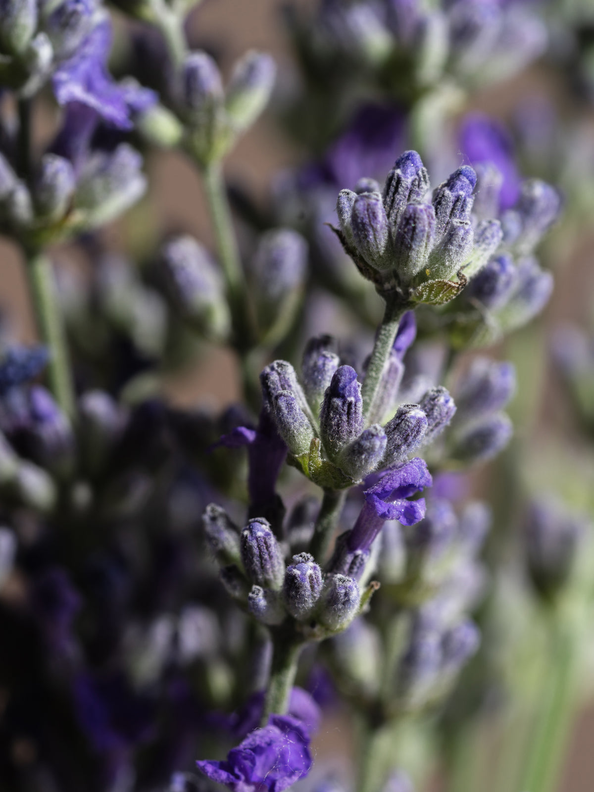 Lavender Fields