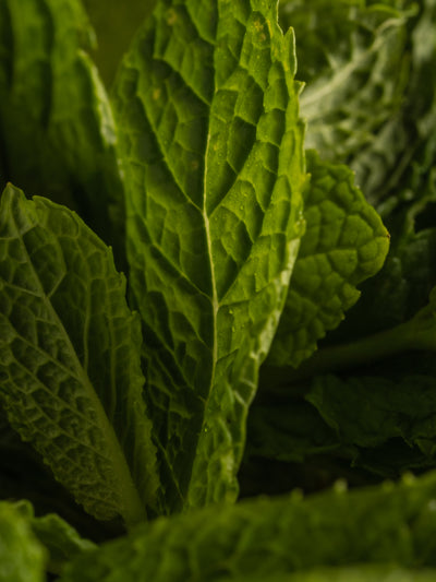 Wild Mint & Eucalyptus - ingredients view