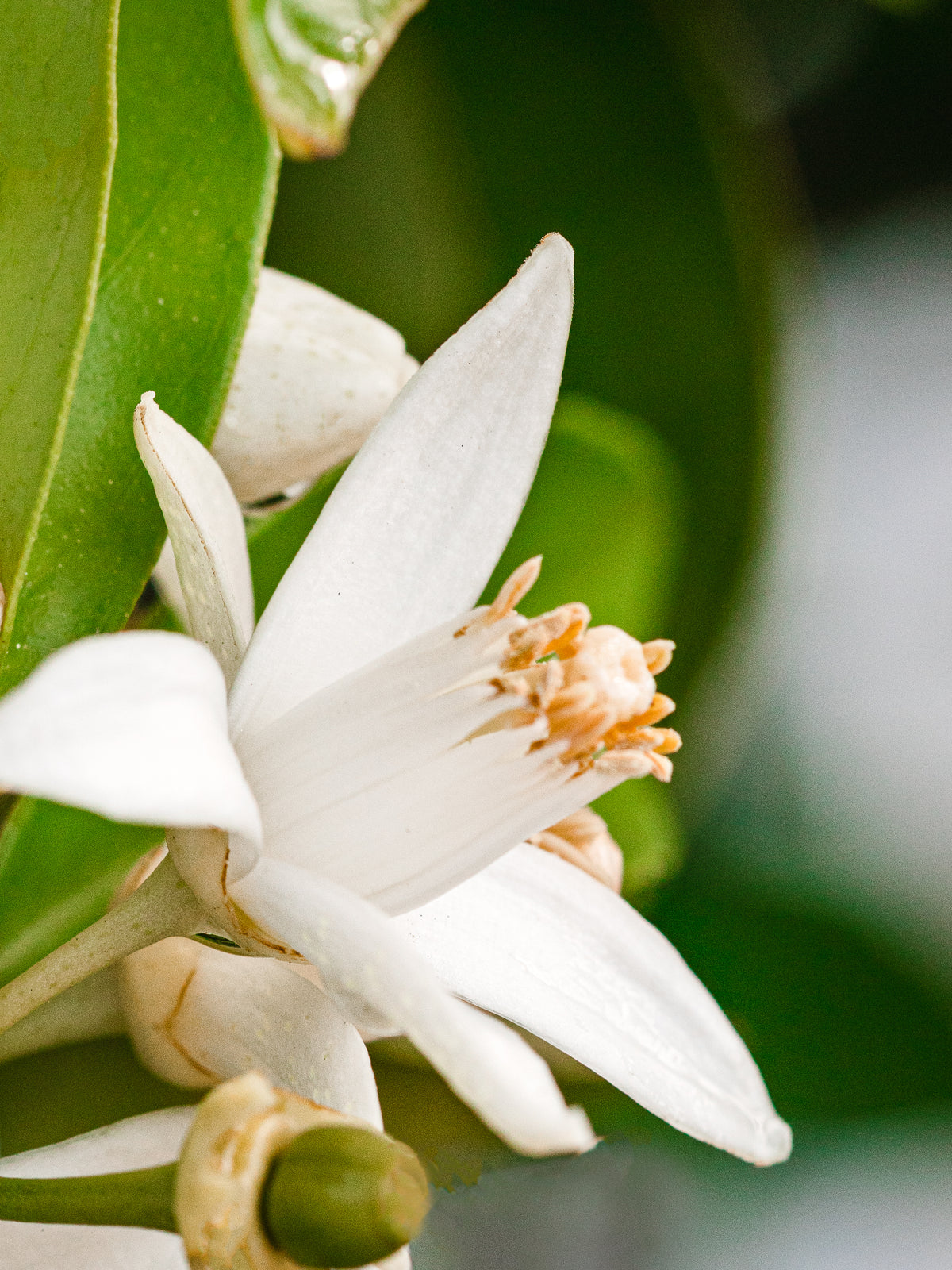 Orange Blossom Neroli