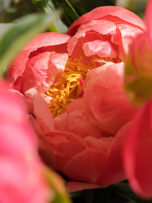 Peony Blush - ingredients view