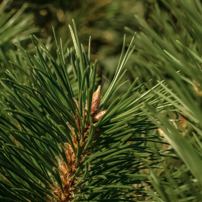 Birchwood Pine - ingredients view