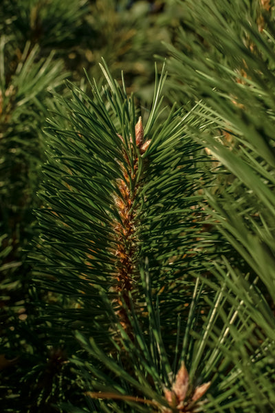 Balsam & Cedar - ingredients view