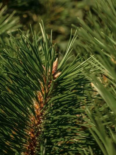 Frasier Fir - ingredients view