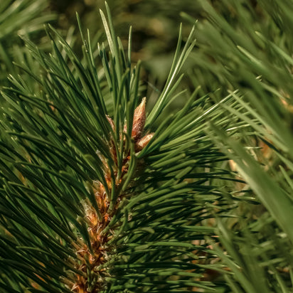 Frasier Fir