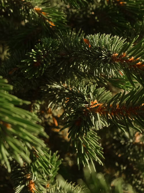 Siberian Fir - ingredients view