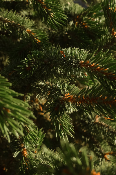 Fallen Fir - ingredients view