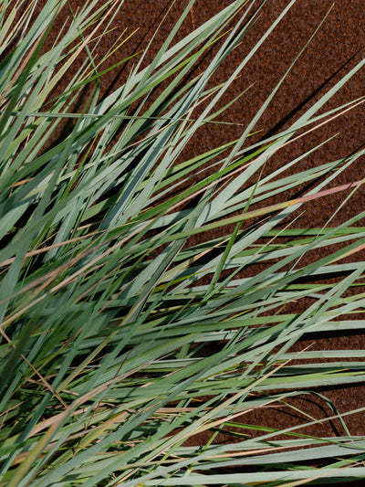 White Vetiver - ingredients view