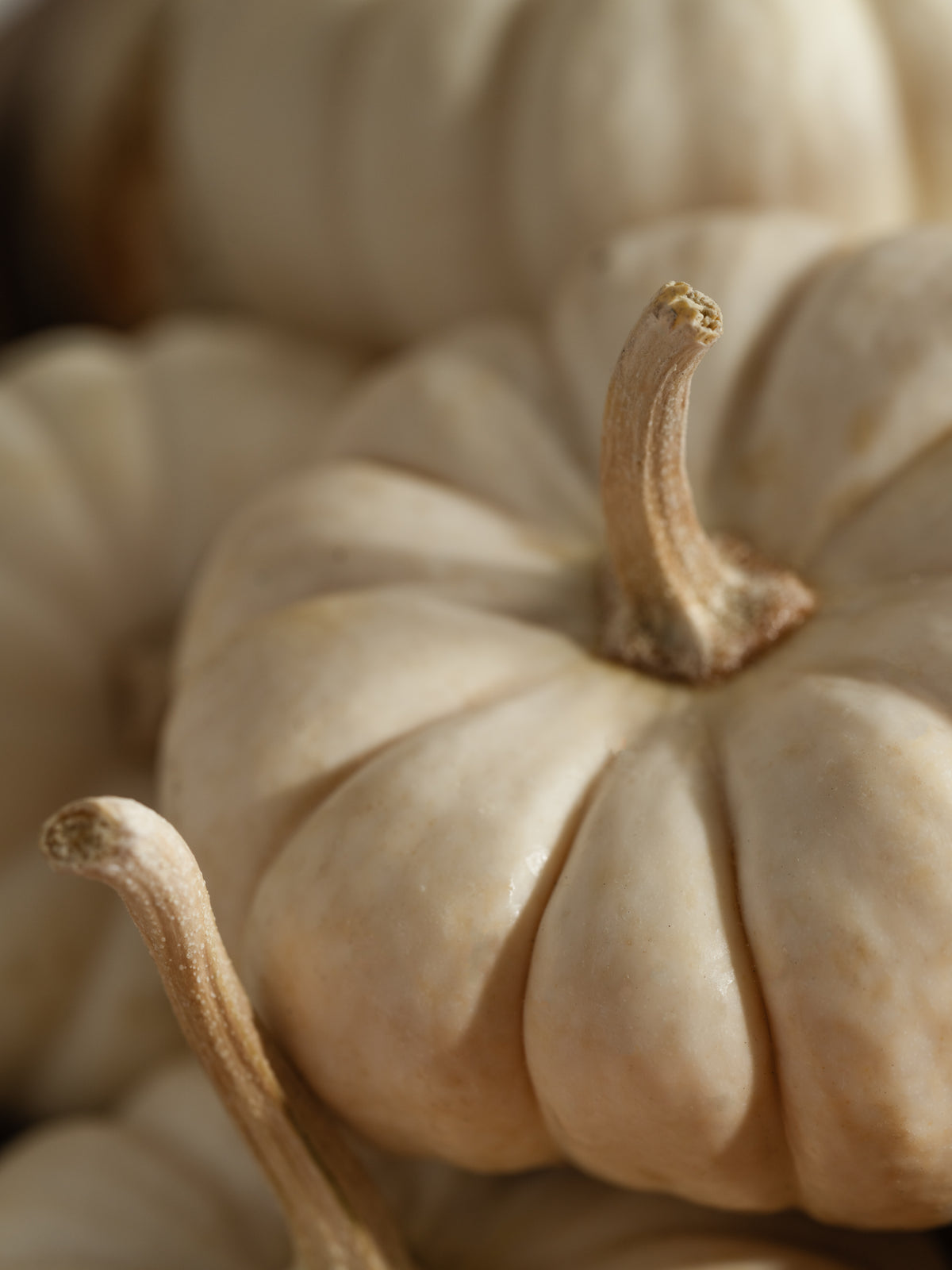 Heirlūm Pumpkin