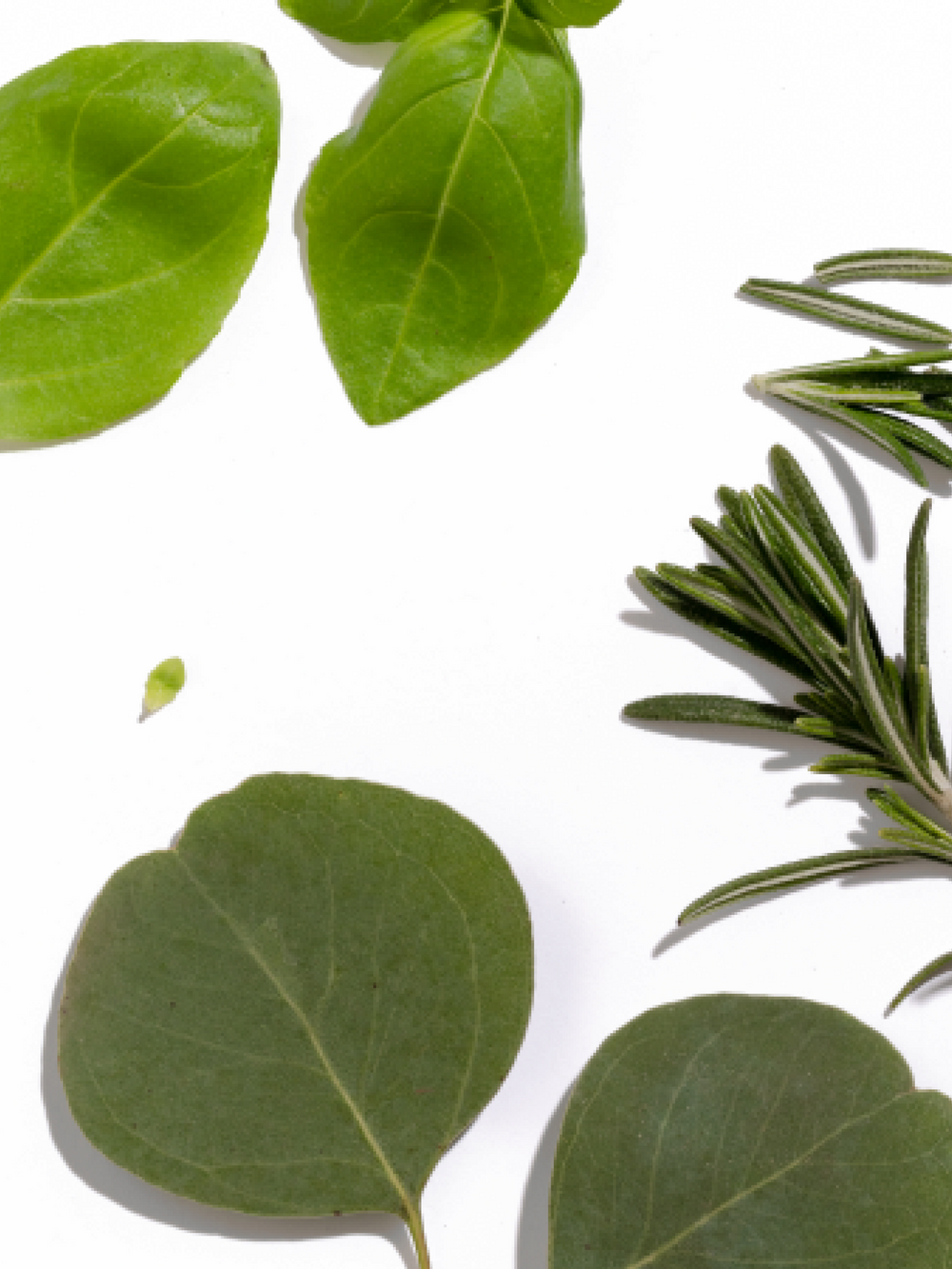 Rosemary Eucalyptus Home Fragrance Diffuser Oil Powered by Pura